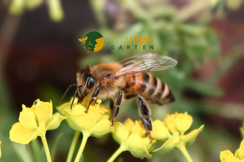 Bienenstockluft-Anwendung im Wellnesshotel Jagdhof, Bayerischer Wald